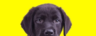 Sadık siyah Labrador Retriever yavrusu sarı stüdyo geçmişini dört gözle bekliyor.