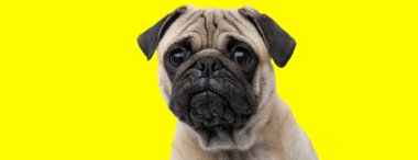 Saygılı Pug sarı stüdyo geçmişine odaklanmış durumda.