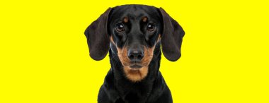 Beautiful Teckel looking forward and listening on yellow studio background clipart