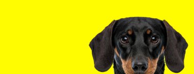Eager Teckel looking forward focused on yellow studio background clipart