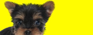 Sevimli Yorkshire Teriyeri ileriye bakıyor ve sarı stüdyo geçmişini merak ediyor.