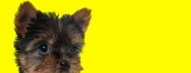 Hevesli Yorkshire Teriyeri sarı stüdyonun arka planına bakıyor.