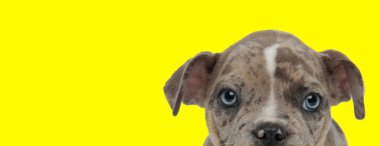 Meraklı Amerikan Zorba Yavrusu sarı stüdyo geçmişini dört gözle bekliyor