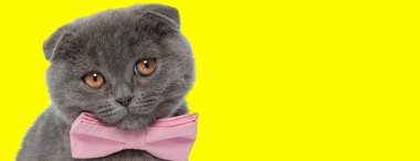 Güzel İskoç Katlanan kedisi papyon takıyor ve sarı stüdyo arka planında yalvarıyor.