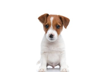 Tatlı küçük Jack Russell Terrier köpeği kameraya bakıyor ve beyaz arka planda oturuyor.