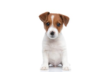 Mutlu küçük Jack Russell Terrier köpeği beyaz arka planda oturuyor.