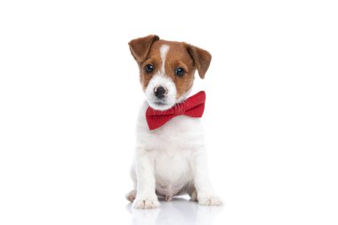 Tatlı bebek Jack Russell terrier köpeği kendi işine bakıyor, kırmızı papyon takıyor ve beyaz arka planda oturuyor.