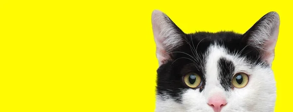 Focused Domestic Cat Looking Forward Curiously Yellow Studio Background — Stock Photo, Image