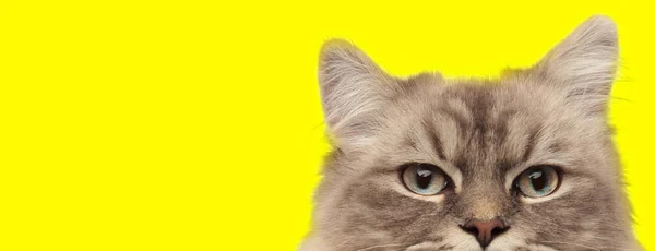 Надоедливый Домашний Кот Смотрит Вперед Желтом Фоне Студии — стоковое фото