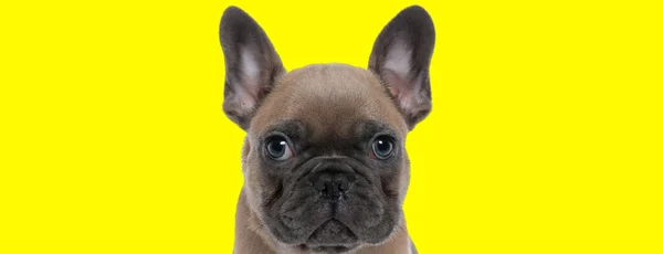 Dutiful French Bulldog Cub Looking Forward Waiting Yellow Studio Background — 스톡 사진