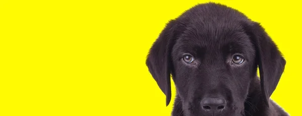 Dutiful Černý Labrador Retrívr Mládě Poslech Být Zaměřen Žluté Pozadí — Stock fotografie