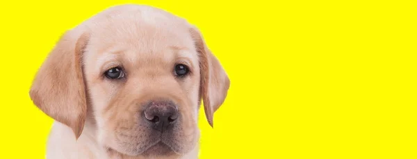 Altın Labrador Retriever Yavrusu Sarı Stüdyo Arkaplanını Dört Gözle Bekliyor — Stok fotoğraf