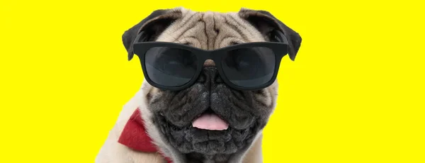 Mooie Pug Met Zonnebril Strikje Hijgend Lachend Gele Studio Achtergrond — Stockfoto