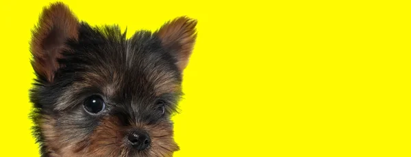 Ansioso Yorkshire Terrier Curiosamente Olhando Para Fundo Estúdio Amarelo — Fotografia de Stock