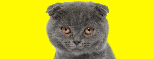 Sad Scottish Fold Cat Being Bothered Upset Yellow Studio Background — Stock Photo, Image