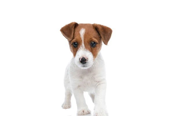 Sweet Jack Russell Terrier Dog Walking Camera White Background — Stock Photo, Image