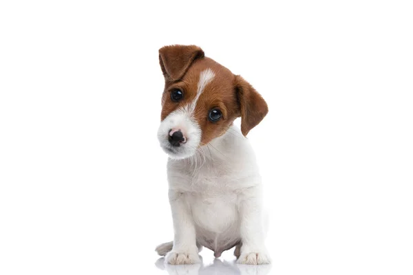 Mały Jack Russell Terier Pies Odwraca Głowę Bok Patrząc Aparat — Zdjęcie stockowe