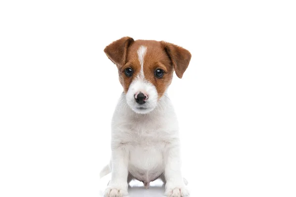 Söt Liten Jack Russell Terrier Hund Tittar Djupt Kameran Och — Stockfoto