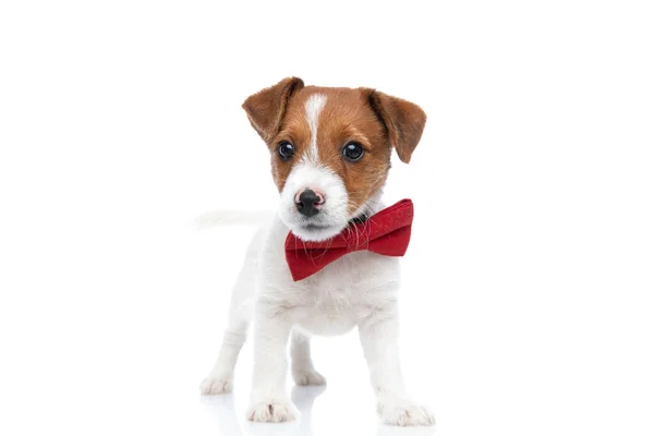 小可爱的杰克 鲁塞尔犬 头戴红色的领带 挥动尾巴 看着相机 站在白色的背景下 — 图库照片