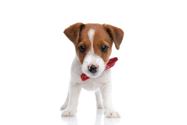可爱的杰克 鲁塞尔宠物狗用大大的眼睛直视着摄像机 戴着红色的领带 站在白色的背景下 — 图库照片