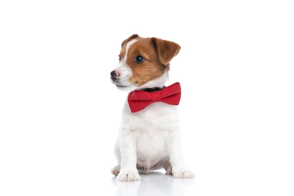 可爱的杰克 鲁塞尔宠物狗正把注意力放在使它分心的事情上 它戴着红色的领带 靠着白色的背景坐着 — 图库照片