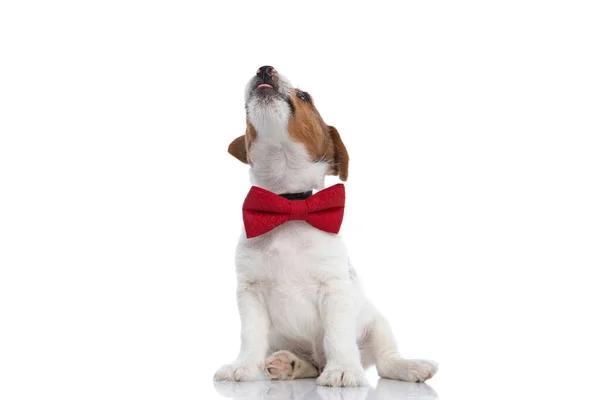 Liten Bedårande Jack Russell Terrier Hund Tittar Upp Med Tungan — Stockfoto