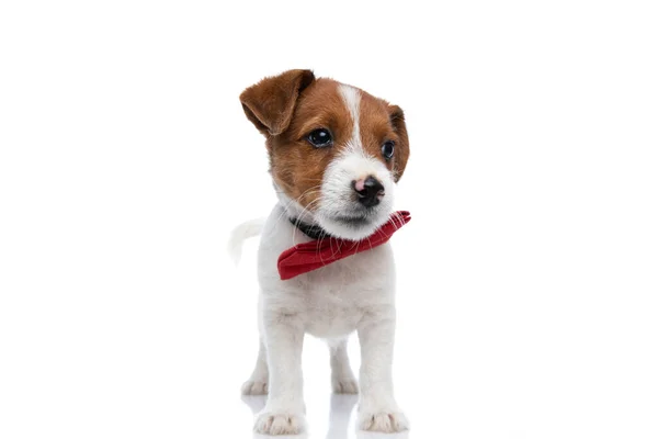 小杰克 罗斯塞尔的小狗把目光投向一边 漠不关心 戴着红色的领带 站在白色的背景下 — 图库照片