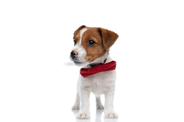 Happy Jack Russell Terrier Hund Viftar Med Svansen Bär Röd — Stockfoto