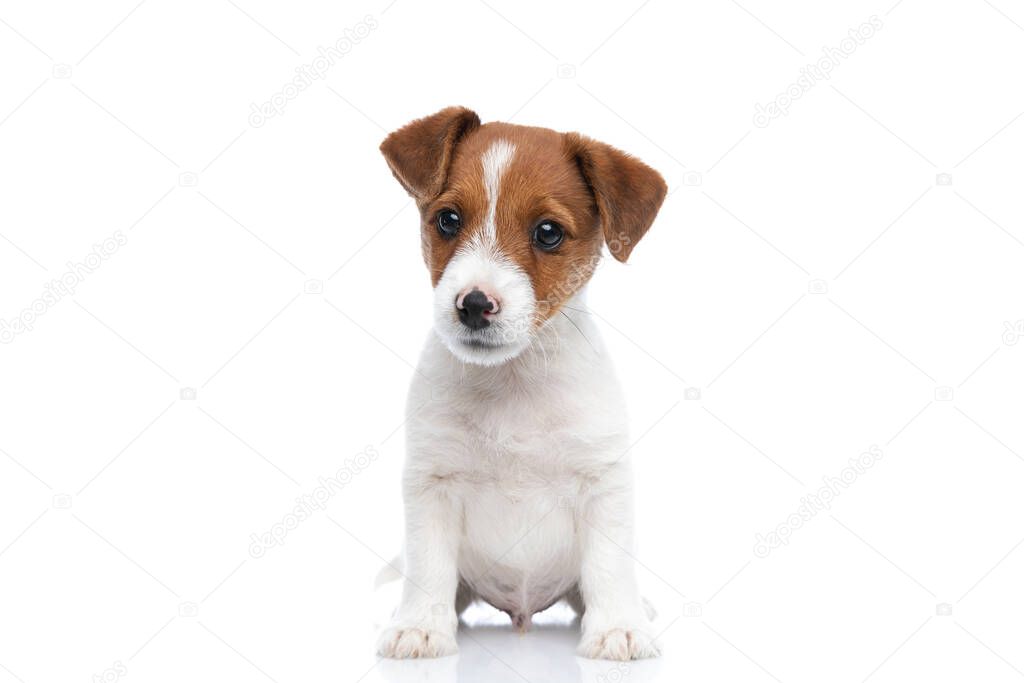cute little jack russell terrier dog being bored, with no occupation, sitting and looking at the camera against white background