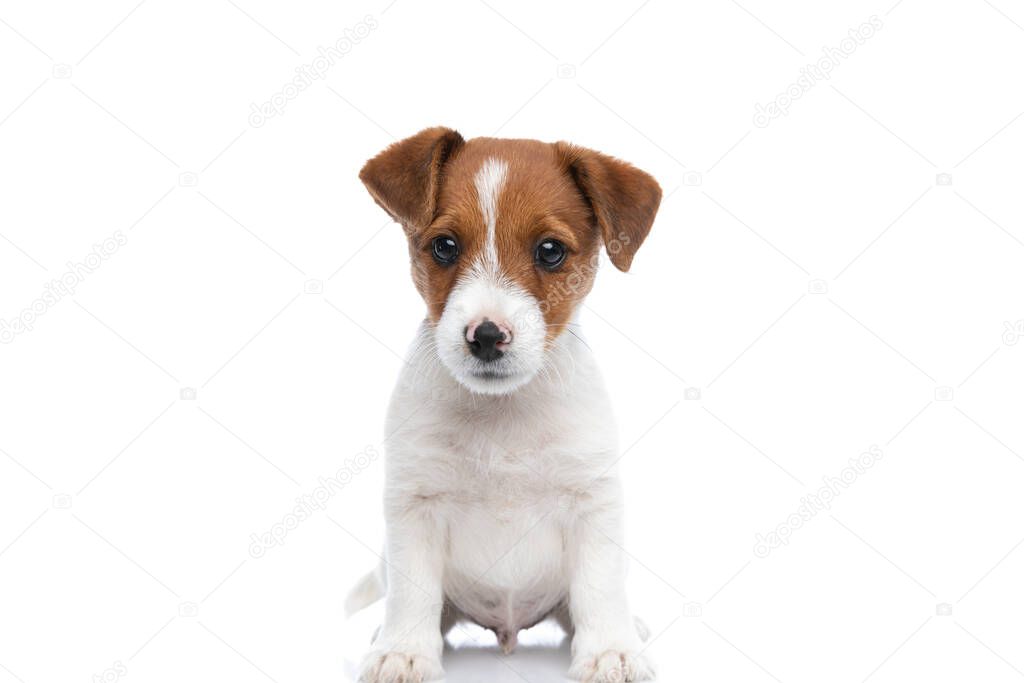 sweet little jack russell terrier dog looking deeply into the camera and sitting against white background