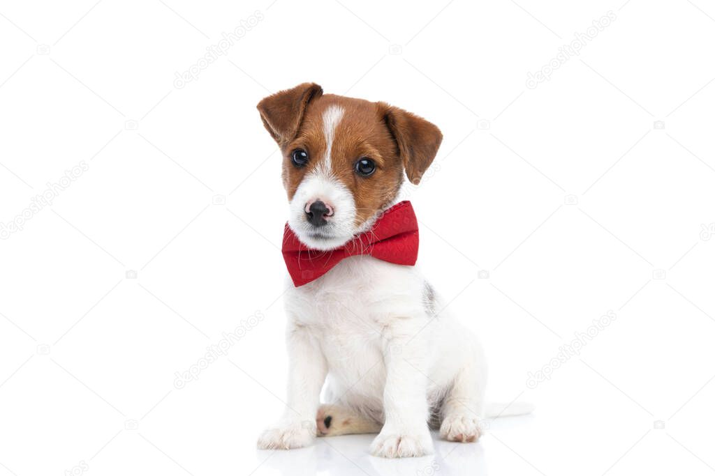 young jack russell terrier dog with a sweet look on his face is wearing a red bowtie and sitting against white background