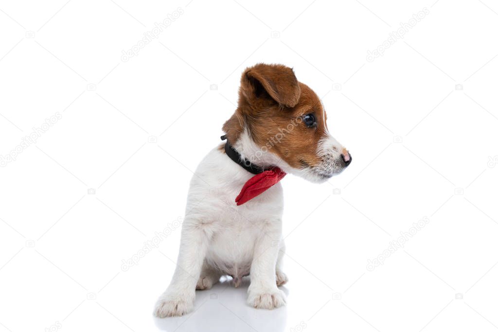 seated adorable jack russell terrier dog distracted by something from aside, wearing a red bowtie against white background