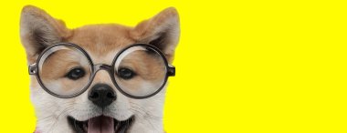 Tatlı akita inu köpek gözlük takıyor, dili dışarı çıkıyor ve sarı arka planda nefes nefese kalıyor.