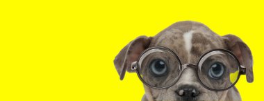 Meraklı Amerikalı zorba köpek gözlük takıyor ve sarı arka planda utangaç görünüyor.