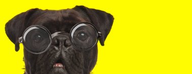Sevimli küçük boksör köpeği gözlük takıyor ve ağzını açıyor, sarı arka plana bakıyor.