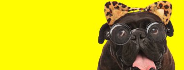 sevimli boksör köpek gözlüklü ve leopar kulaklı, yukarı bakıyor ve sarı arka planda dilini dışarı çıkarıyor.