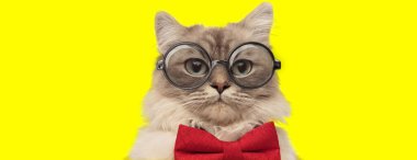 Kırmızı papyon takan ve sarı arka planda gözlük takan sevimli kedi yavrusu.