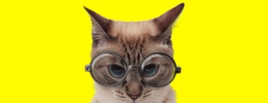 Sarı arka planda gözlük takan iri gözlü evcil kedi.