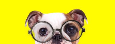 Utangaç İngiliz buldog köpeği gözlük takıyor ve sarı arka planda saklanıyor.