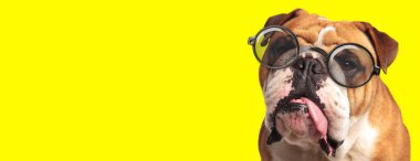 Uykulu İngiliz buldog köpeği gözlük takıyor ve sarı arka planda dilini dışarı çıkarıyor.