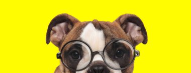Sevimli İngiliz buldog köpeği gözlük takıyor ve sarı arka planda saklanıyor.