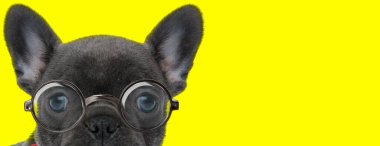 Gözlüklü ve sarı arka planda saklanan utangaç buldog köpeği.