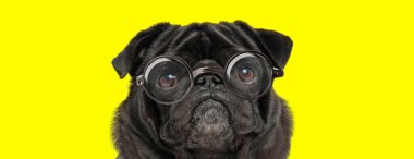 Üzgün köpek sarı arka planda gözlük takıyor.