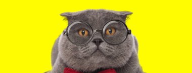 Sarı arka planda kırmızı papyon ve gözlük takan zarif İskoç kedisi.