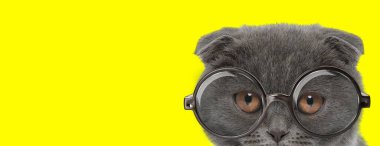 Utangaç İskoç kedisi iri gözlü, gözlüklü ve sarı arka planda saklanan