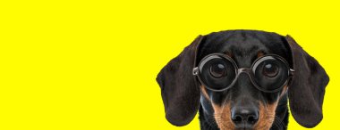 utangaç tekkel dachshund köpeği gözlük takıyor ve sarı arka planda saklanıyor