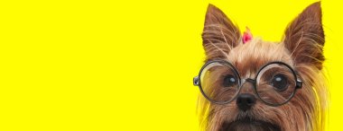 timid yorkshire terrier puppy wearing glasses and pink bow, looking to side on yellow background clipart