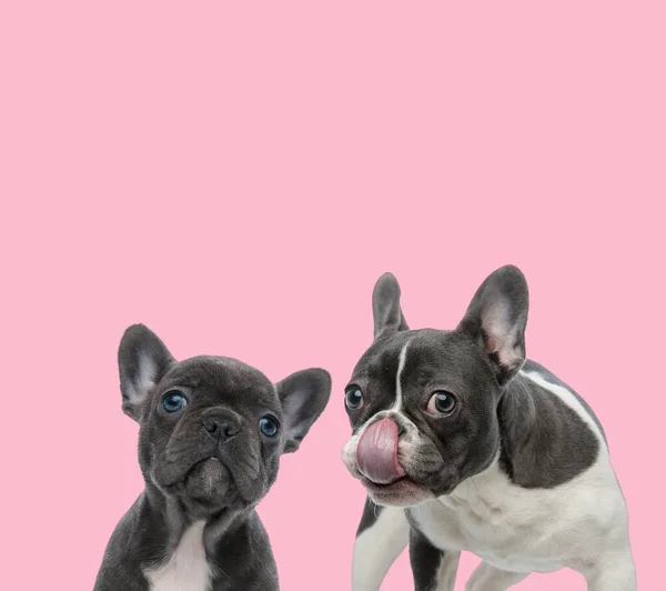 Team Two French Bulldogs Licking Nose Looking Pink Background — Stock Photo, Image