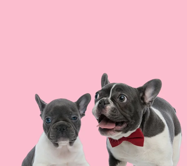 Csapat Két Francia Bulldogs Lihegő Rózsaszín Háttér — Stock Fotó