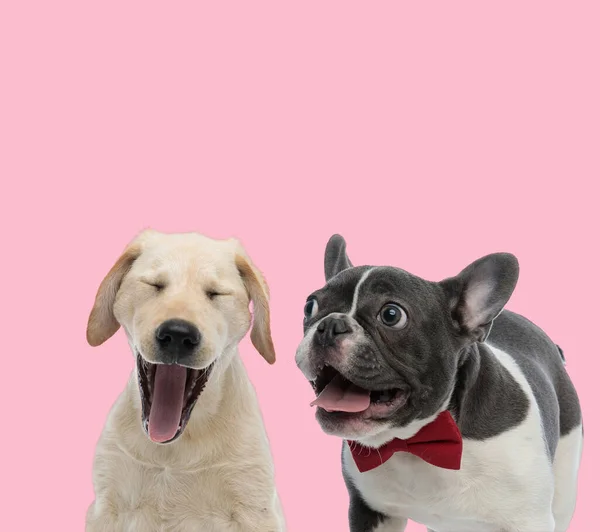 Team Labrador Retriever Och Fransk Bulldog Flämtande Och Sticker Tunga — Stockfoto